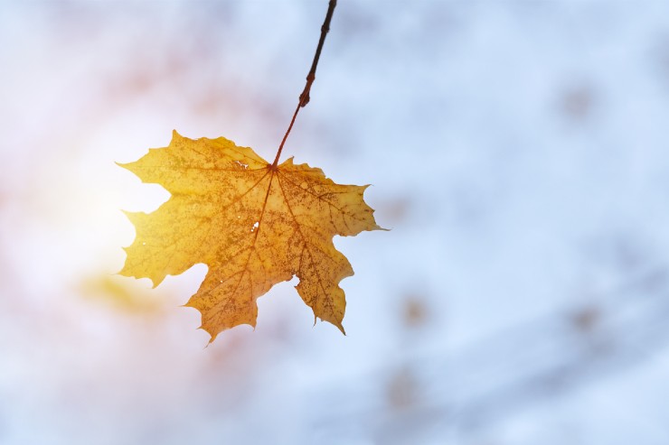 Meteo novembrata