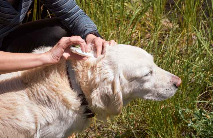 Zecche cane