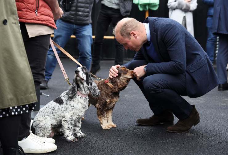 william accordo camera letto kate