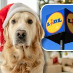 Cane con cappello natalizio e LIDL