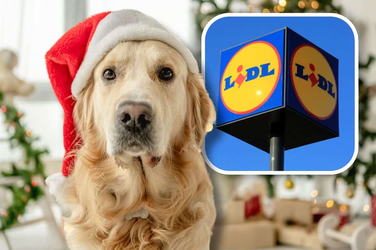 Cane con cappello natalizio e LIDL