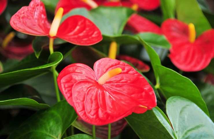 Anthurium rosso