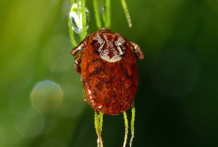 Acari dei letti in natura